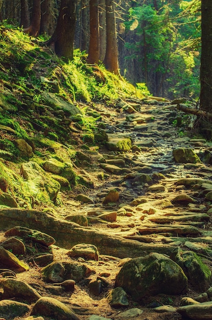 Forêt de mauvaise humeur d'été