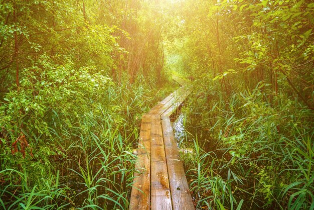 Forêt de mauvaise humeur d'été