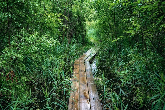 Forêt de mauvaise humeur d'été