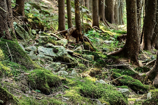 Forêt de mauvaise humeur d'été