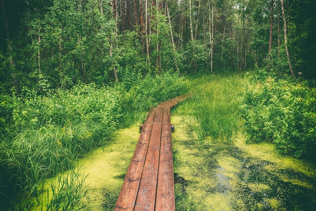 Forêt de mauvaise humeur d'été