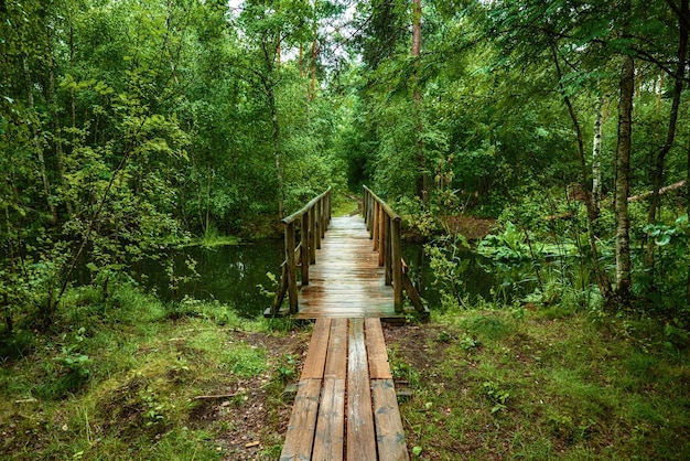 Forêt de mauvaise humeur d'été