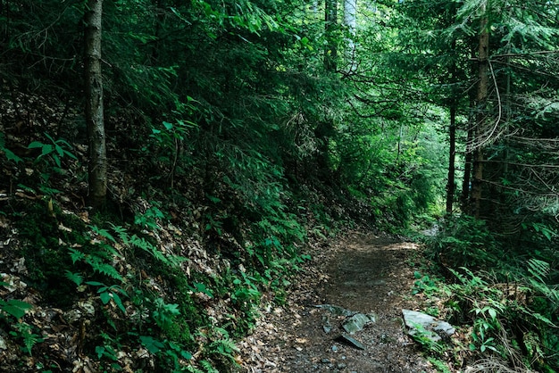 Forêt de mauvaise humeur sombre