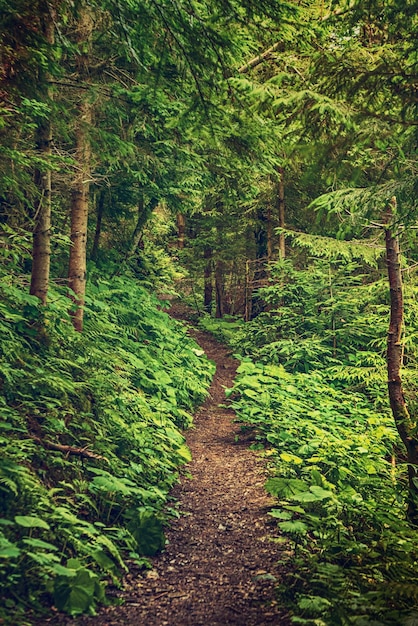 Forêt de mauvaise humeur sombre