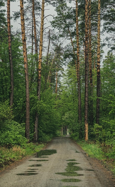 Forêt de mauvaise humeur sombre