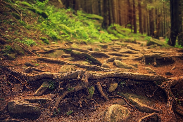 Forêt de mauvaise humeur sombre