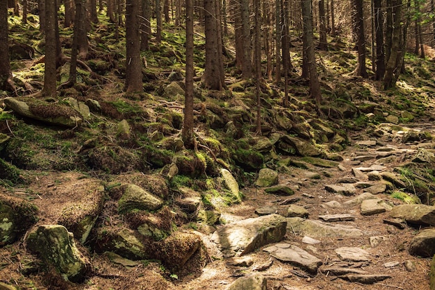 Forêt de mauvaise humeur sombre