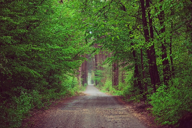 Forêt de mauvaise humeur sombre