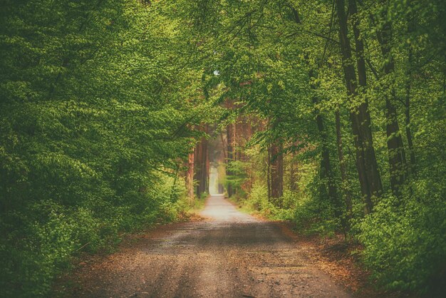 Forêt de mauvaise humeur sombre