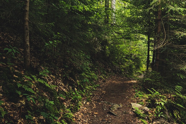 Forêt de mauvaise humeur sombre