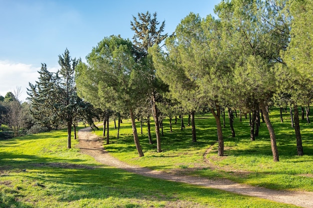 Forêt méditerranéenne avec des pins sur un champ d'herbe et de ciel bleu où le soleil brille Espagne