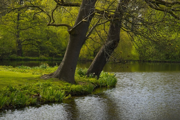 forêt méditerranéenne