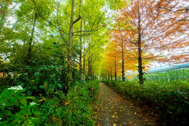 Forêt de mélèzes d'automne les feuilles de mélèze deviennent rouges