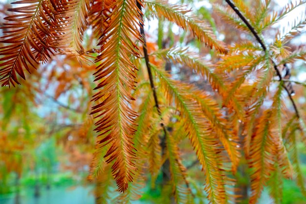 Forêt de mélèzes d'automne les feuilles de mélèze deviennent rouges