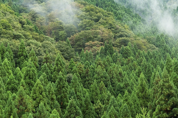 Forêt avec mer de nuages