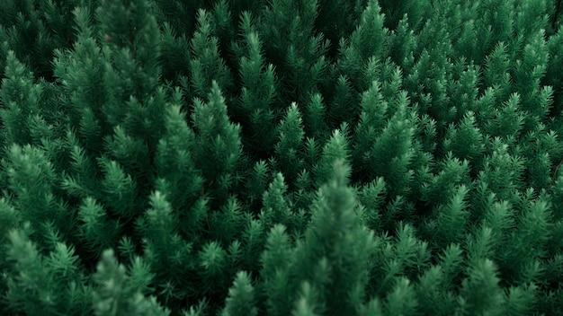 Forêt minuscule Misty