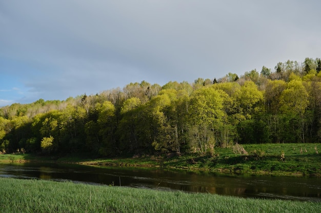 Forêt mixte en été au coucher du soleil le soir chaud Le dégagement de la rivière et la belle forêt dense sont éclairés par la lumière du soleil Paysage de la région de Kalouga Parc national d'Ugra Nature de la Russie