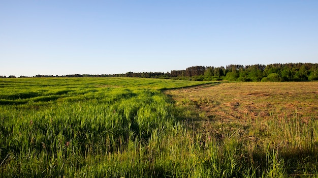 Forêt mixte de feuillus et de conifères poussant près de l'herbe sur le terrain, une partie de l'herbe est biseautée pour le foin, paysage d'été