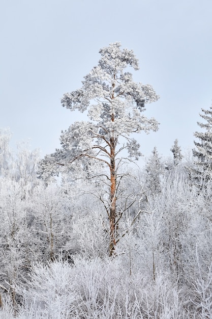 Forêt mixte d'hiver. Arbres couverts de neige blanche