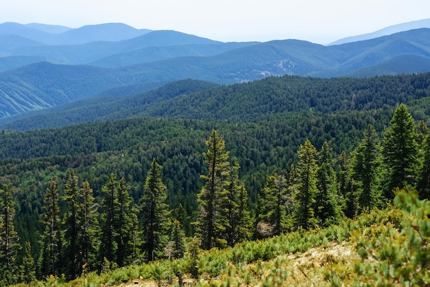 une forêt avec une montagne à l'arrière-plan et une chaîne de montagnes en arrière-plan