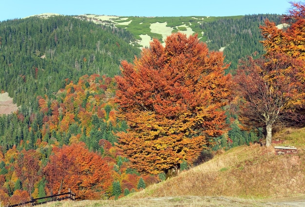 Forêt de montagne d'automne ensoleillée, à flanc de montagne