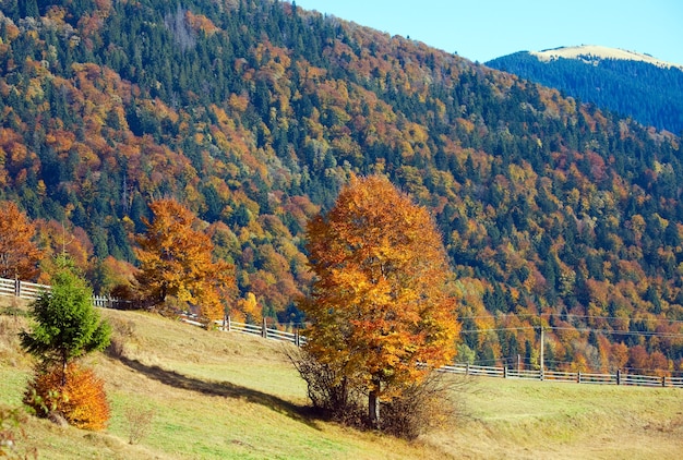 Forêt de montagne d'automne ensoleillée (à flanc de montagne)