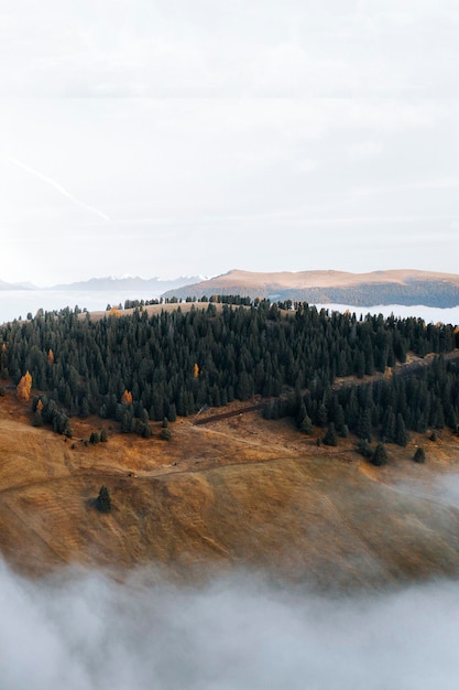 Forêt sur une montagne brumeuse