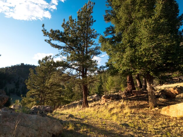 Forêt de montagne à Colroado.