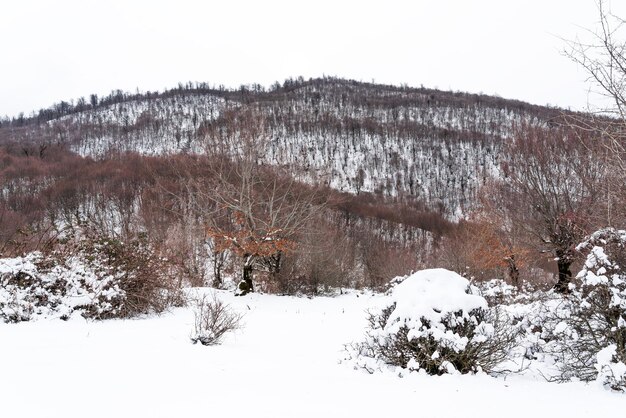 Forêt de montagne couverte de neige profonde