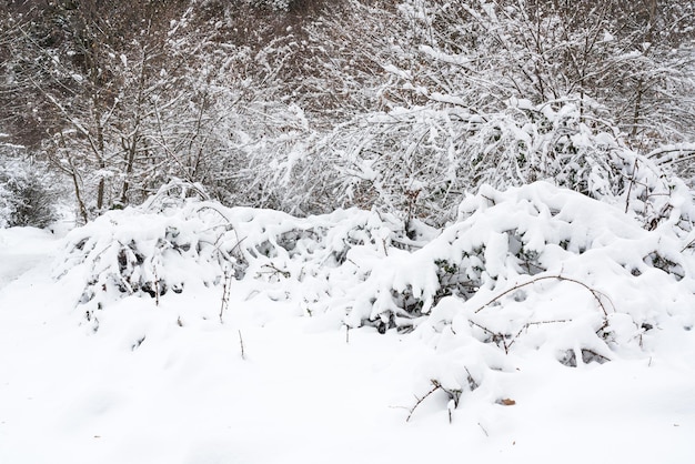 Forêt de montagne couverte de neige profonde