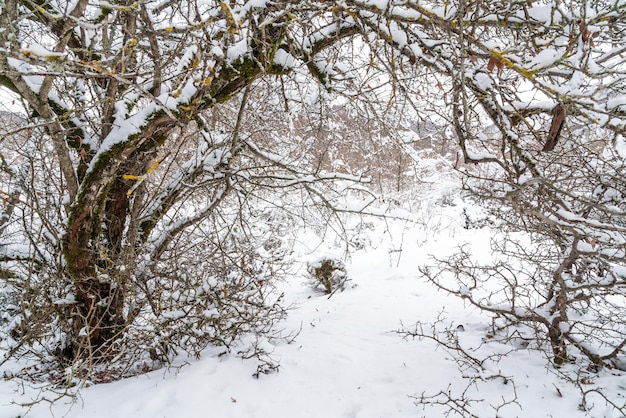 Forêt de montagne couverte de neige profonde