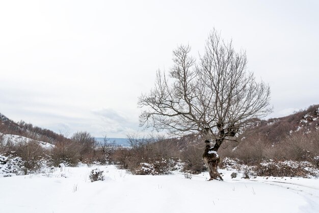 Forêt de montagne couverte de neige profonde