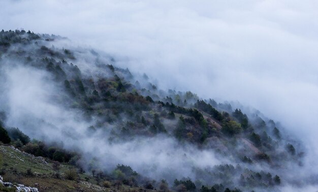 Forêt de montagne dans le brouillard