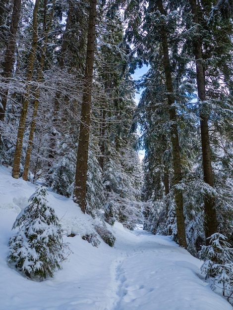 Forêt de montagne en hiver