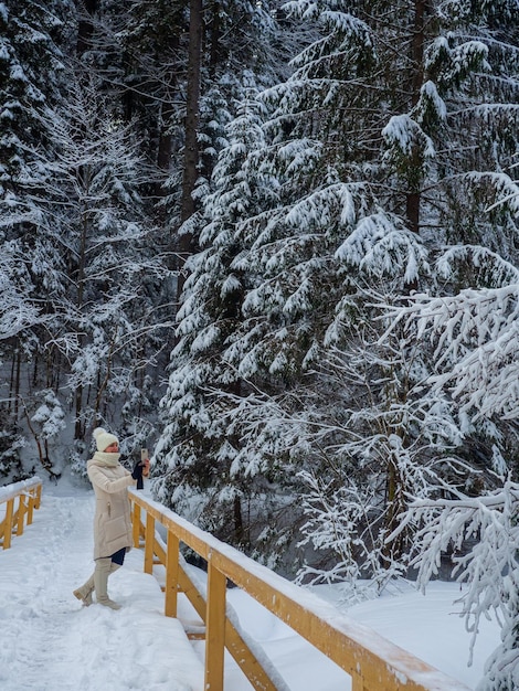 Forêt de montagne en hiver