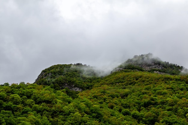 Forêt de montagne par temps de pluie couverte de nuages bas et couverts