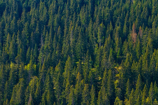 Forêt de montagne de pins