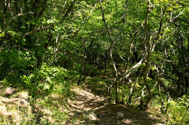 Forêt de montagne sauvage et fabuleuse avec des arbres tordus et des branches dans la Crimée montagneuse.