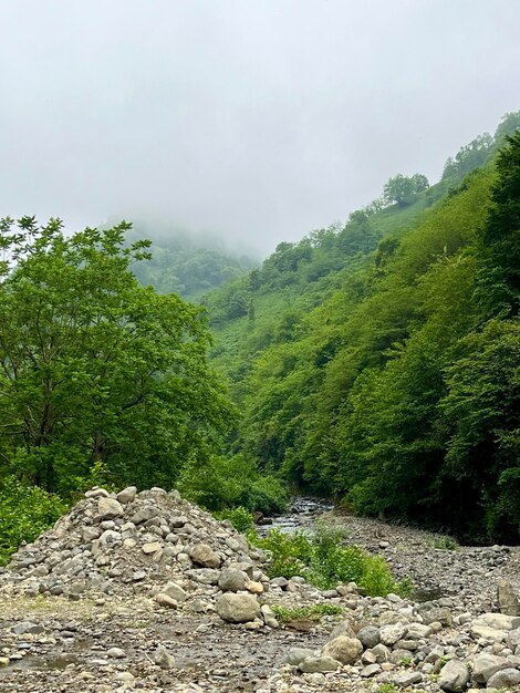 Forêt de montagne verte par temps nuageux