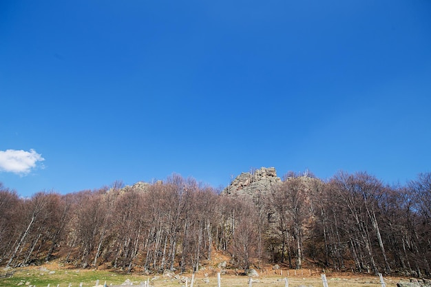 Forêt de montagne