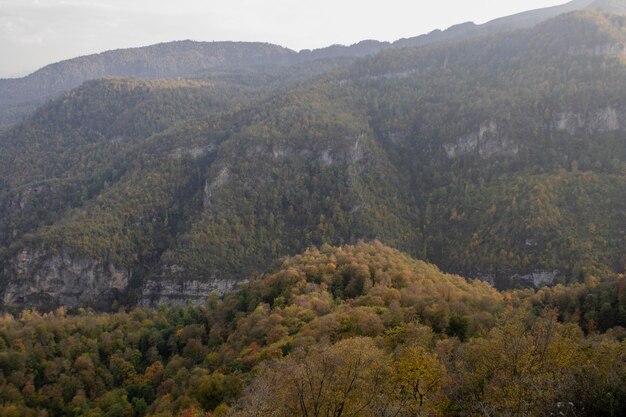 Forêt sur les montagnes