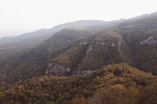 Forêt sur les montagnes