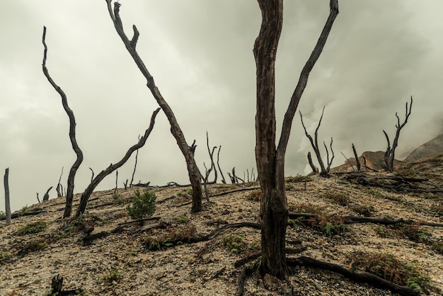 forêt morte