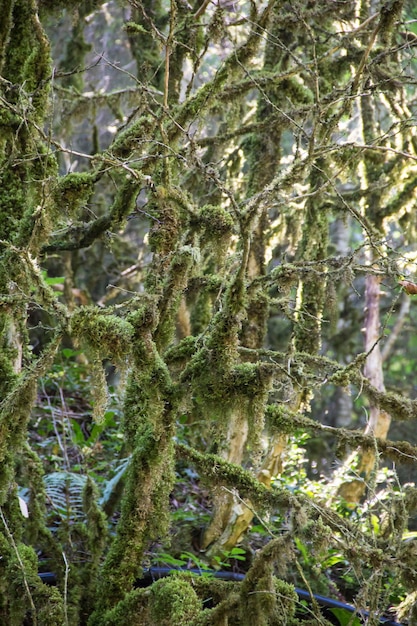 Forêt moussue, buis mystérieux par une journée ensoleillée.