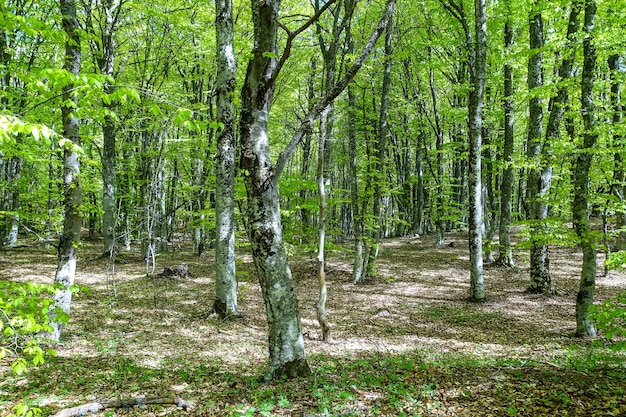 Une forêt mystérieuse dans les montagnes Demerji La vallée des fantômes Crimée Russie 2021