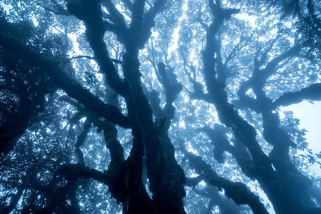 Forêt mystérieuse de nuit brumeuse