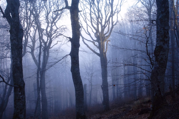 Forêt mystérieuse