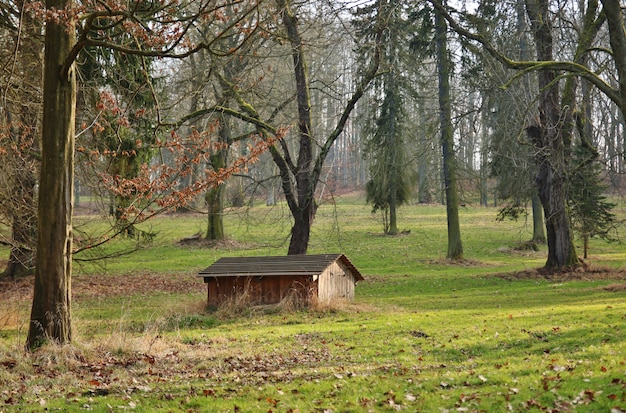 Forêt mystique avec maison