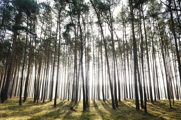 Forêt mystique, rayons de soleil entrant dans le brouillard le matin