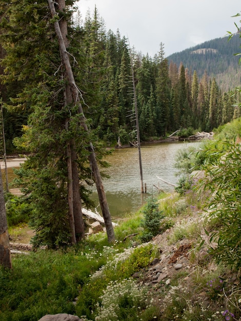 Forêt nationale de Rio Grande dans le Colorado.